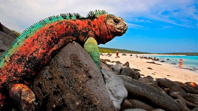 Backdrop image for movie The Dragons of Galapagos