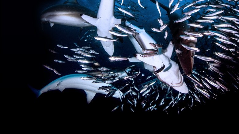 Backdrop image for movie Great Shark Chow Down
