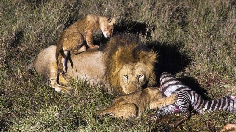 Backdrop image for movie Africa's Hunters of the Night