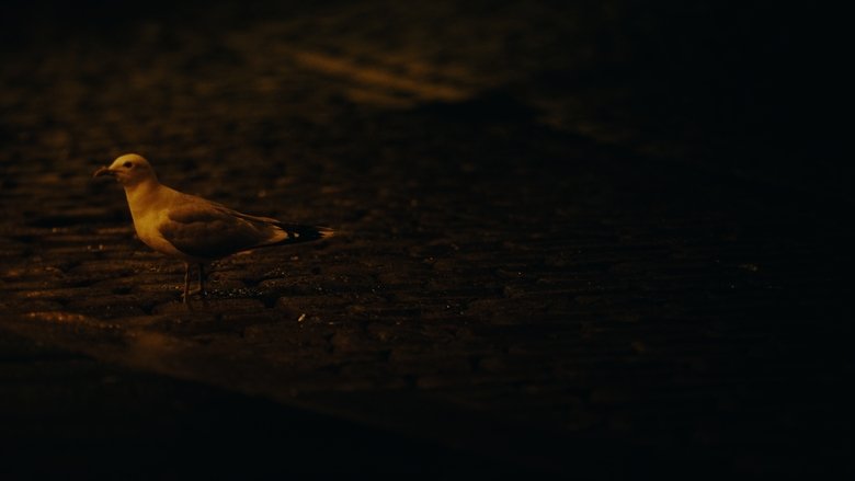 Backdrop image for movie Don't Feed the Seagull