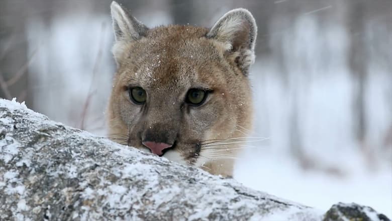 Backdrop image for movie Cougar: On the Trail of the Ghost Cat