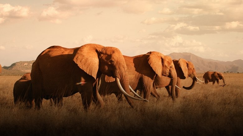 Backdrop image for movie The Elephant Queen