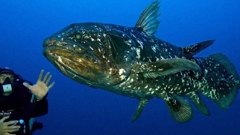 Backdrop image for movie Diving With The Dinosaur Fish