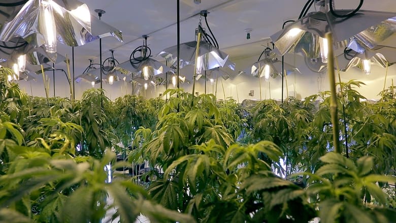 Backdrop image for movie The Culture High