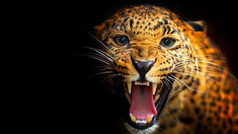 Backdrop image for movie Among Big Cats and Anteaters - With Lydia Möcklinghoff in Brazil's wildlife