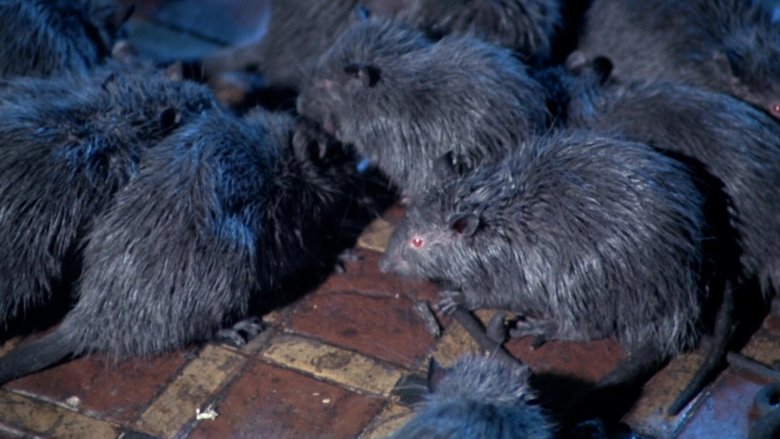 Backdrop image for movie Rats: Night of Terror