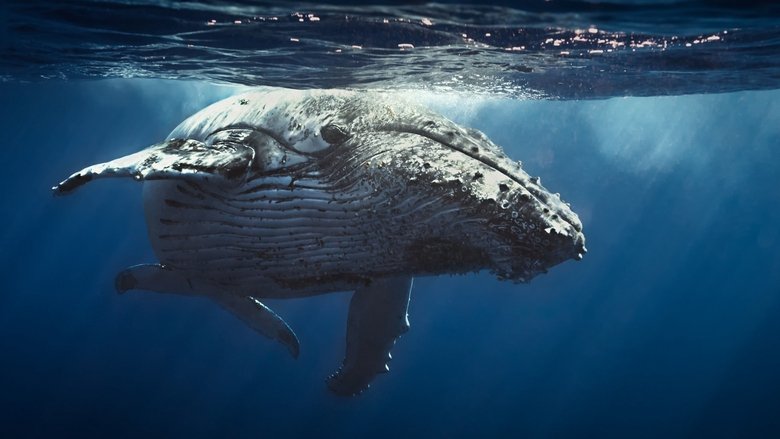 Backdrop image for movie Oceans