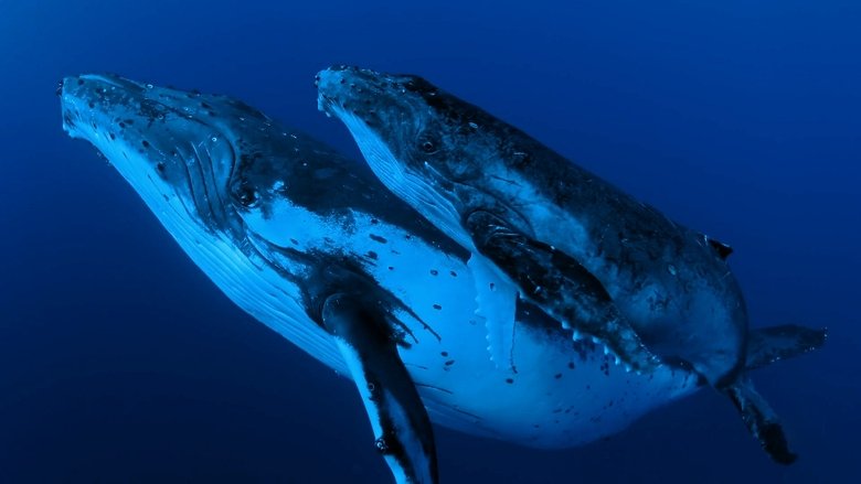 Backdrop image for movie Whale Wisdom