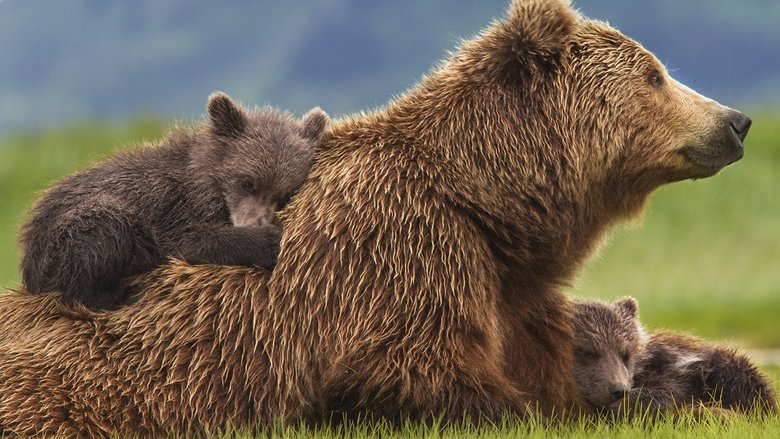 Backdrop image for movie Bears
