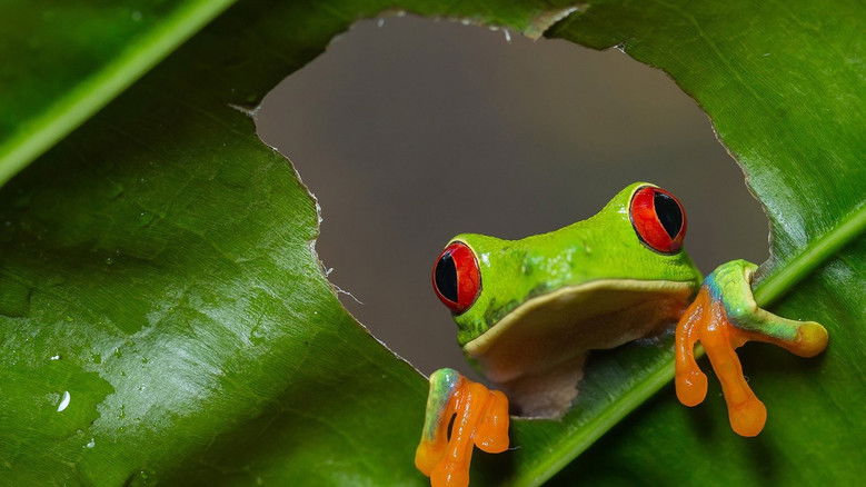 Backdrop image for movie Wild Costa Rica