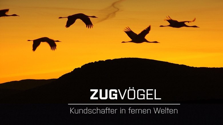 Backdrop image for movie Zugvögel - Kundschafter in fernen Welten