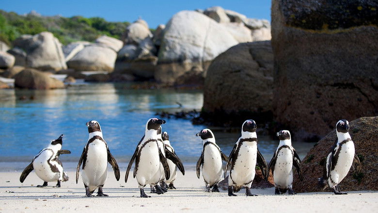 Backdrop image for movie Penguins: Meet the Family