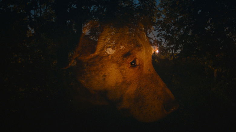 Backdrop image for movie Dreaming Dogs