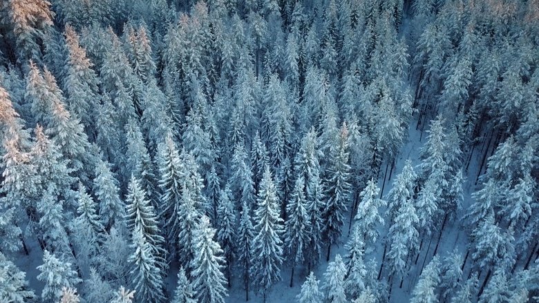 Backdrop image for movie Wald:Sinfonie