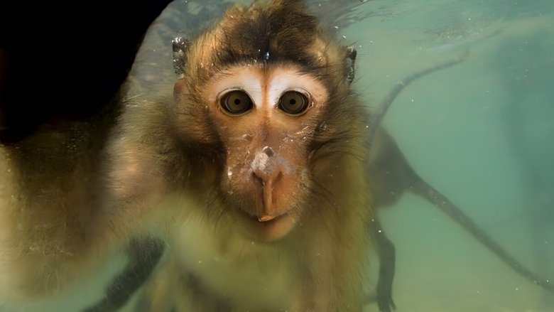 Backdrop image for movie Les singes qui voulaient voir la mer