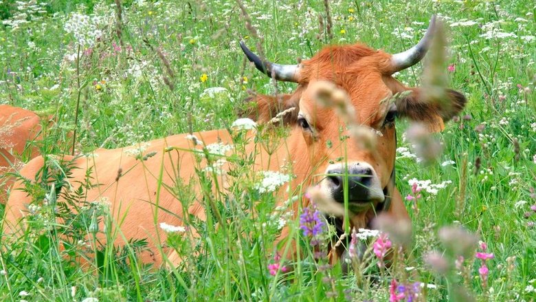 Backdrop image for movie Once Upon a Cow