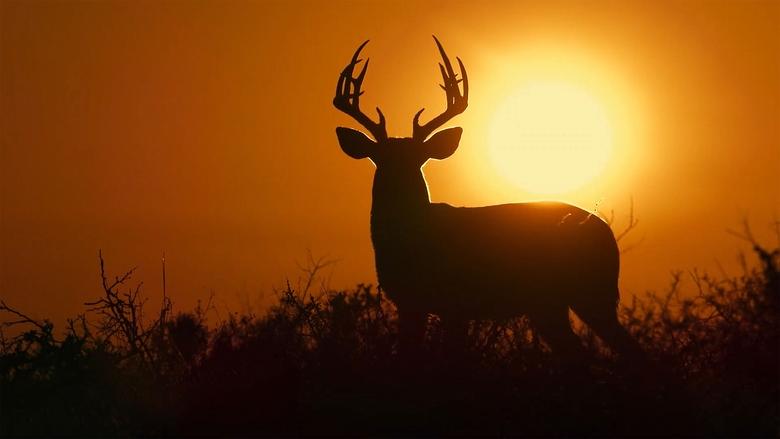 Backdrop image for movie Deep in the Heart: A Texas Wildlife Story