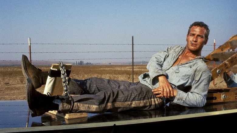 Backdrop image for movie Cool Hand Luke