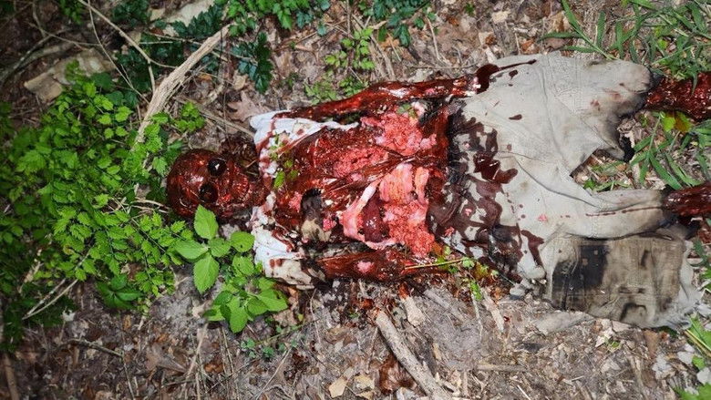 Backdrop image for movie Lights Over Montgomery County