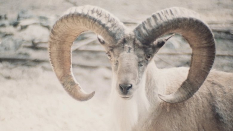 Backdrop image for movie Paradies der Tiere