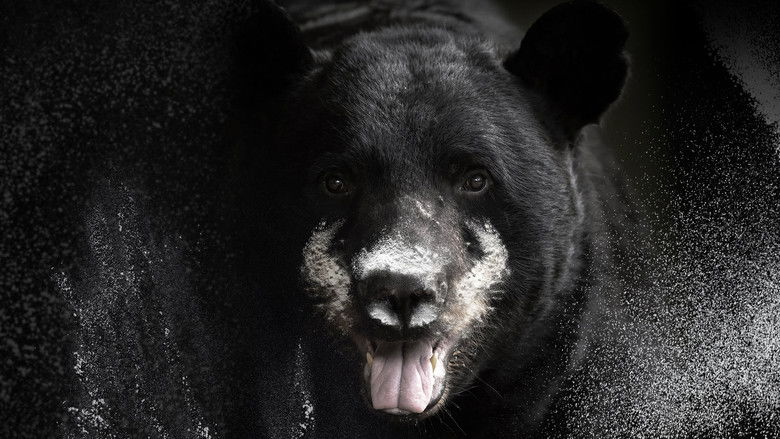 Backdrop image for movie Blow: The True Story of Cocaine, a Bear, and a Crooked Kentucky Cop