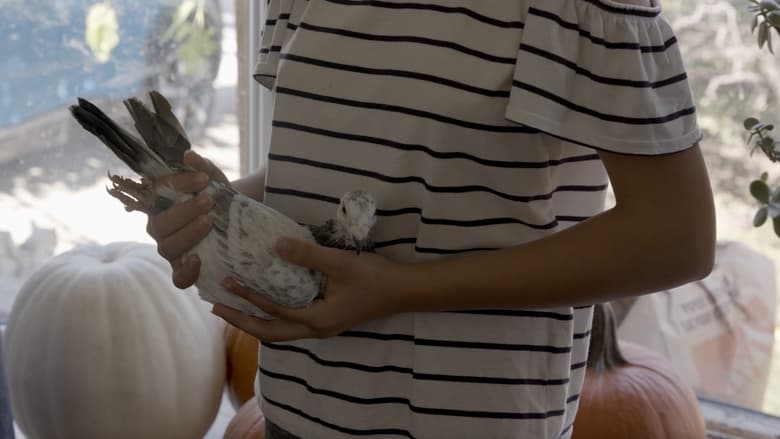 Backdrop image for movie Pigeon People