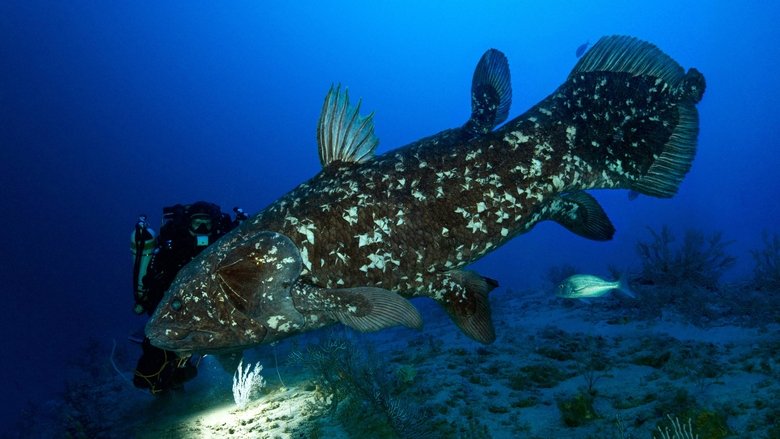 Backdrop image for movie The Coelacanth, a dive into our origins