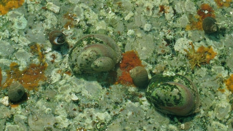 Backdrop image for movie Tide Pools