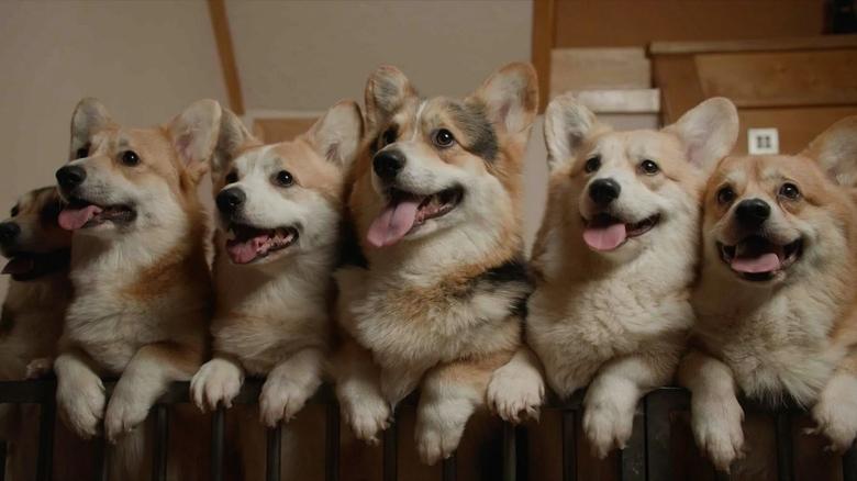 Backdrop image for movie Us, Our Pets and the War