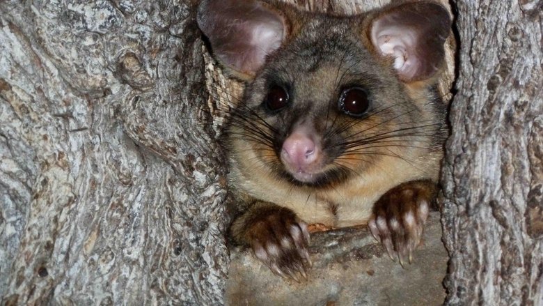 Backdrop image for movie Possum Wars