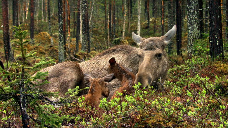 Backdrop image for movie The Moose Movie