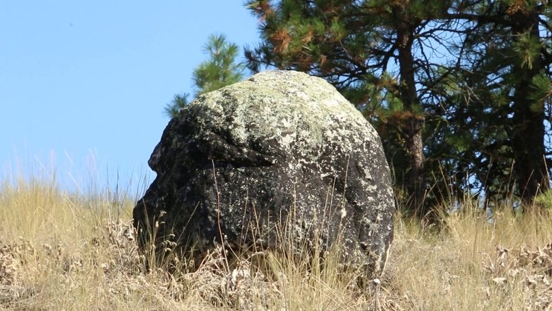 Backdrop image for movie Origins of consciousness