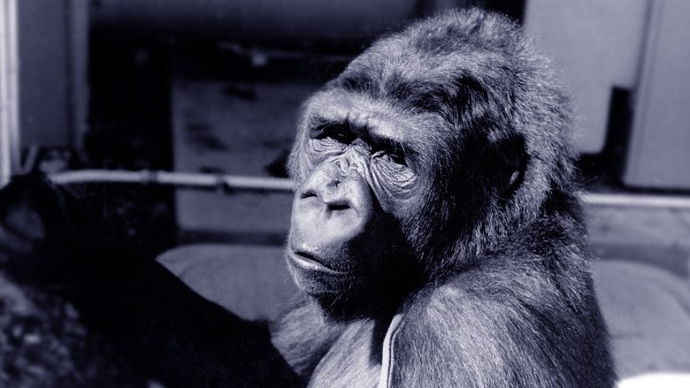 Backdrop image for movie Koko: A Talking Gorilla