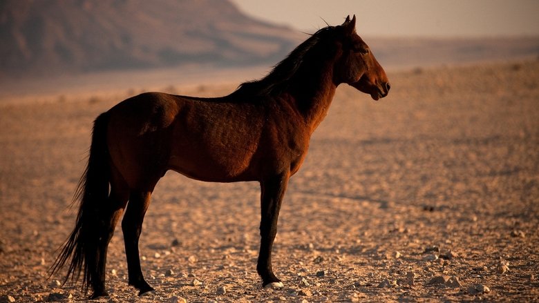 Backdrop image for movie Africa's Wild West