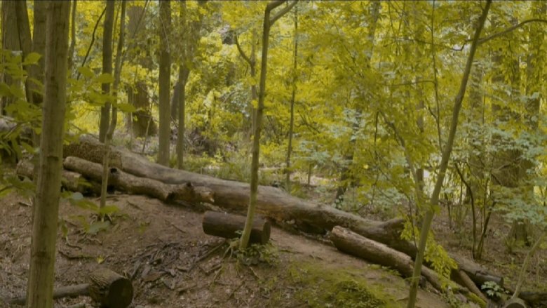 Backdrop image for movie Eaglehood