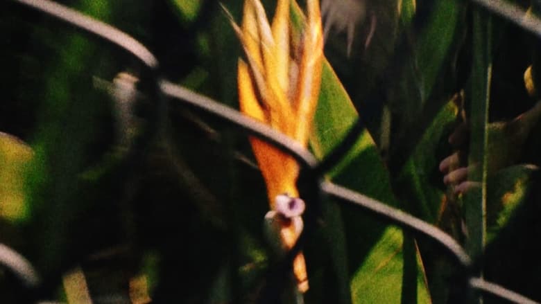 Backdrop image for movie Adrift Potentials