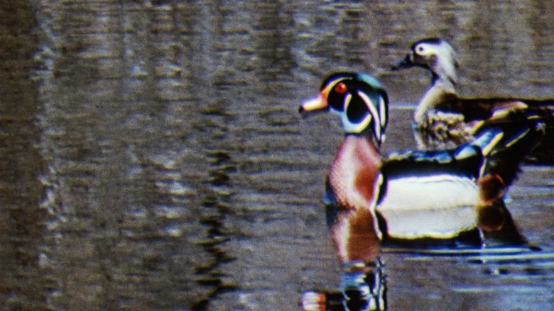 Backdrop image for movie Water Birds