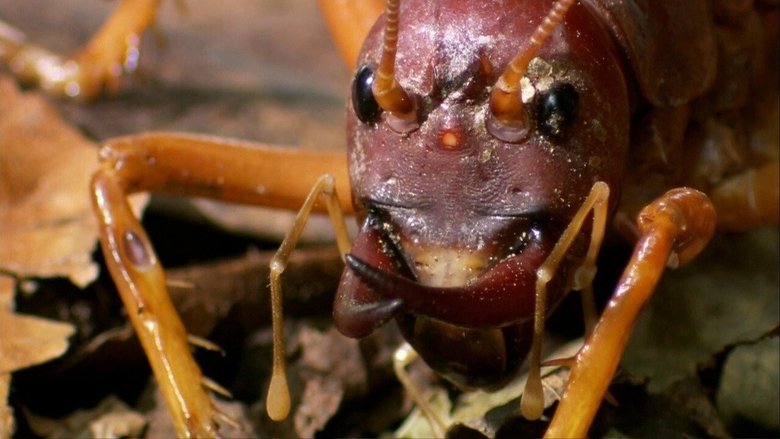 Backdrop image for movie The World's Biggest and Baddest Bugs