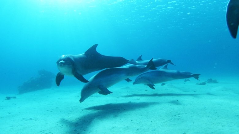 Backdrop image for movie Dolphins in the Deep Blue Ocean