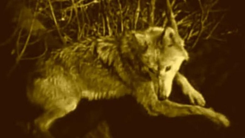 Backdrop image for movie Wolf Blood