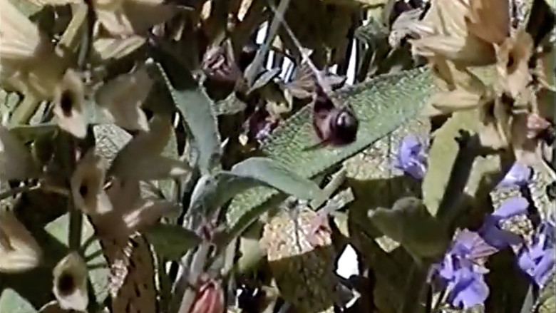 Backdrop image for movie Documenting Selfie Intern #1