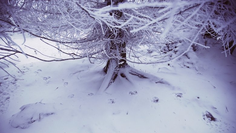 Backdrop image for movie Wolves at the Borders