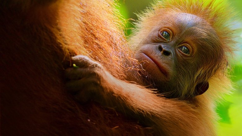 Backdrop image for movie Secret Lives of Orangutans