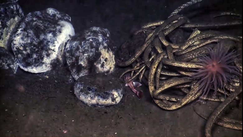 Backdrop image for movie The Stages of Whale Decomposition