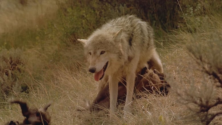 Backdrop image for movie Wolves