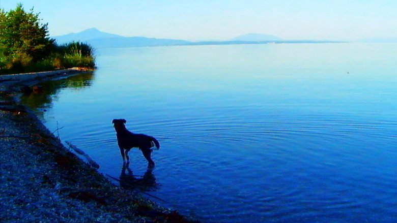 Backdrop image for movie Goodbye to Language