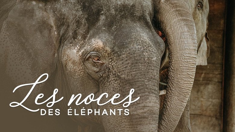 Backdrop image for movie The wedding of the elephants