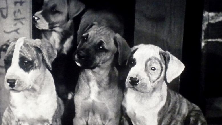 Backdrop image for movie Pups Is Pups