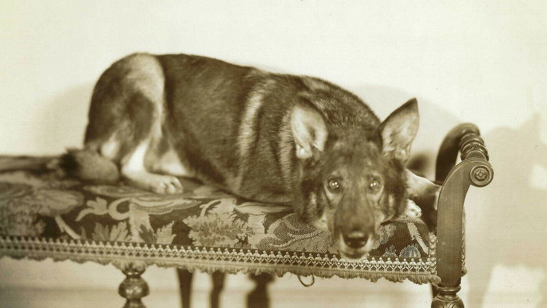 Backdrop image for movie Land of the Silver Fox