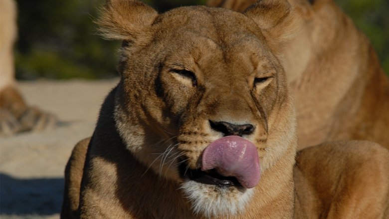 Backdrop image for movie Lioness in Exile
